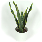 Sansevieria + Cubremaceta Blanca